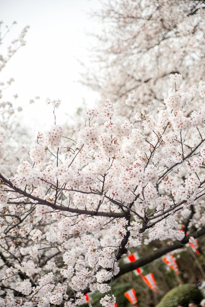 桜開花情報　上野公園付近でうえの桜まつり開催　時間は？屋台は？