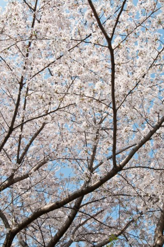 葛西臨海公園のお花見　混み具合は？桜の場所、開花状況は？（写真掲載）